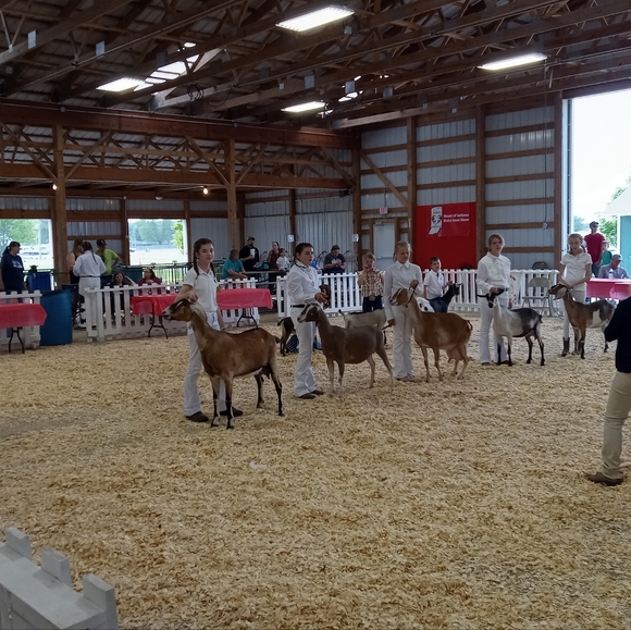 Meet your Posher, Evie - Picture 4 of 13